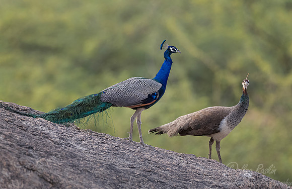 097 Common peacocks or Indian peafowl (Pavo cristatus) - Rajistan India