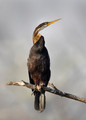 170 Oriental darter (Anhinga melanogaster) - Rajistan India