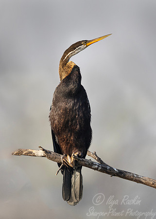 170 Oriental darter (Anhinga melanogaster) - Rajistan India
