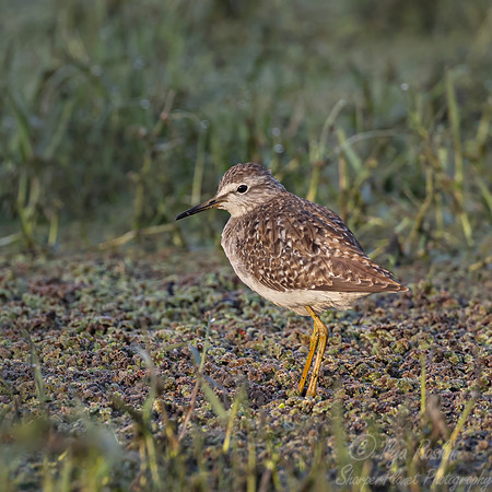 334 Wood sandpiper (Tringa glareola) - Rajistan India