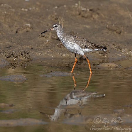 332 Redshank (Tringa totanus) - Rajistan India