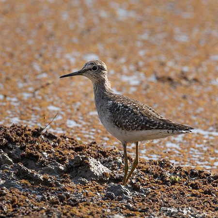 333 Wood sandpiper (Tringa glareola) - Rajistan India