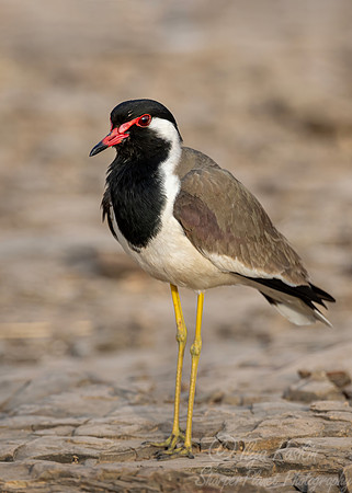 336 Red-wattled lapwing (Vanellus indicus) - Rajistan India