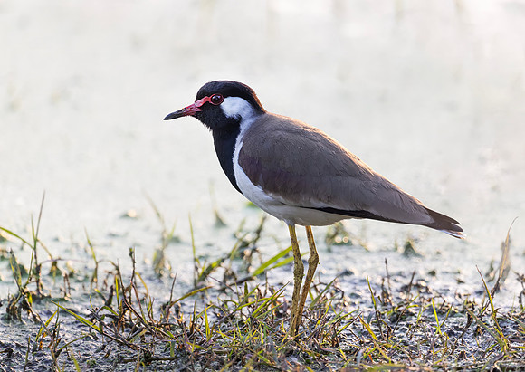 335 Red-wattled lapwing (Vanellus indicus) - Rajistan India