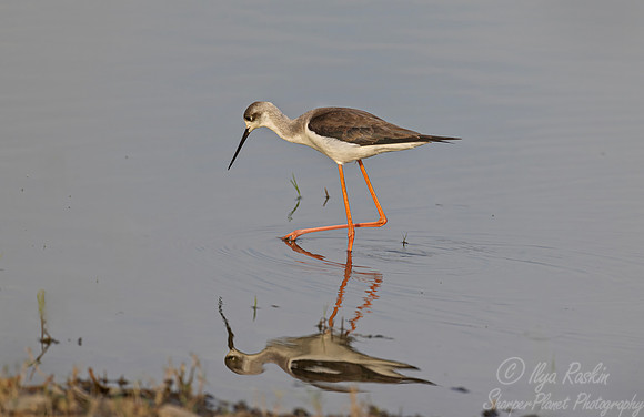 339 Black-winged stilt (Himantopus himantopus) - Rajistan India