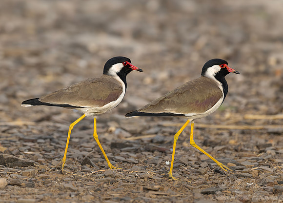 338 Red-wattled lapwings (Vanellus indicus) - Rajistan India