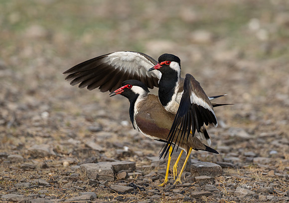 337 Red-wattled lapwings (Vanellus indicus) - Rajistan India