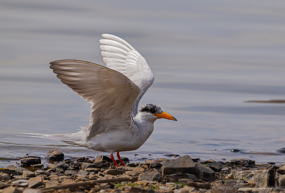 340 Indian river tern (Sterna aurantia) - Rajistan Idia