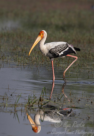 358 Painted stork (Mycteria leucocephala) - Rajistan India