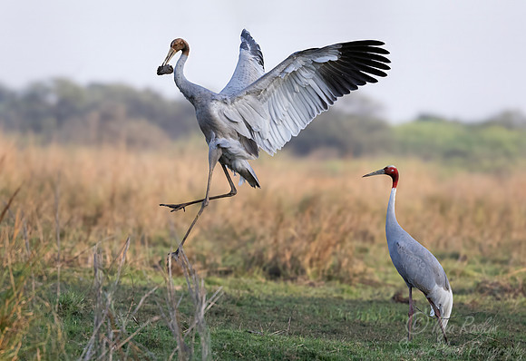 362 Sarus crane (Antigone antigone) - Rajistan India