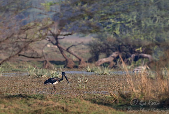 363 Black-necked stork (Ephippiorhynchus asiaticus) - Rajistan India