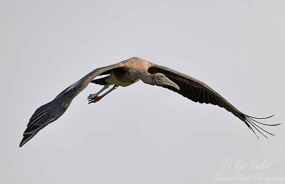 360 Painted stork young (Mycteria leucocephala) - Rajistan India