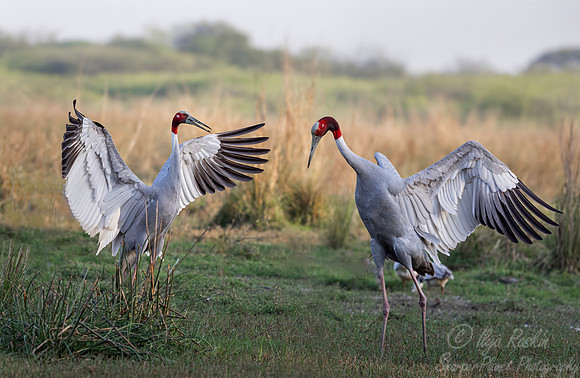 361 Sarus crane (Antigone antigone) - Rajistan India