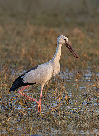 365 Asian openbill stork (Anastomus oscitans) - Rajistan India