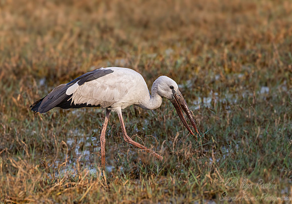 364 Asian openbill stork (Anastomus oscitans) - Rajistan India