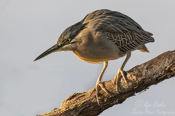 367 Indian pond heron (Ardeola grayii) - Rajistan India