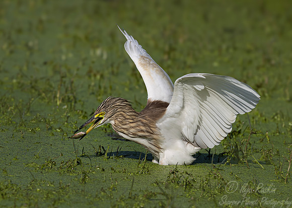 366 Indian pond heron (Ardeola grayii) - Rajistan India