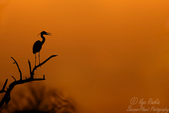 371 Eastern great egret (Ardea alba modesta) - Rajistan India
