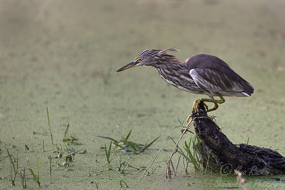 368 Indian pond heron (Ardeola grayii) - Rajistan India