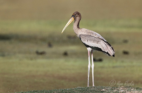 359 Painted stork young (Mycteria leucocephala) - Rajistan India
