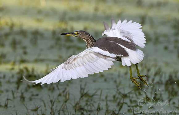 369 Indian pond heron (Ardeola grayii) - Rajistan India