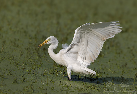 370 Eastern great egret (Ardea alba modesta) - Rajistan India