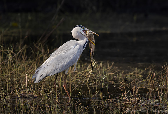 372 Grey heron (Ardea cinerea) - Rajistan India