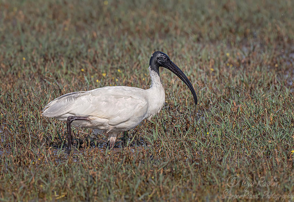 373 Black-headed ibis (Threskiornis melanocephalus) - Rajistan India