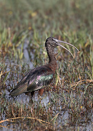 374 Glossy ibis (Plegadis falcinellus) - Rajistan India