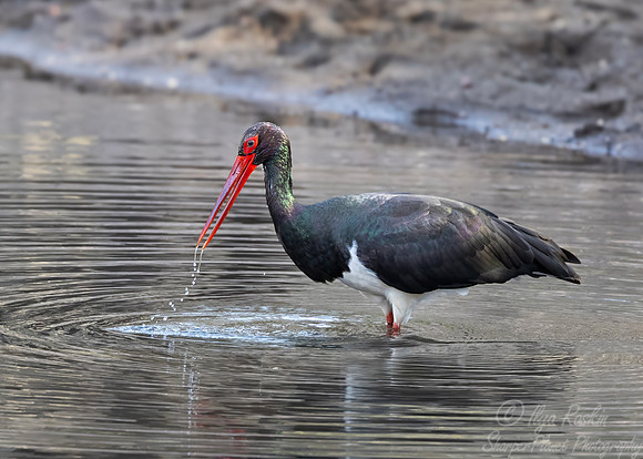 376 Black stork (Ciconia nigra) - Rajistan India