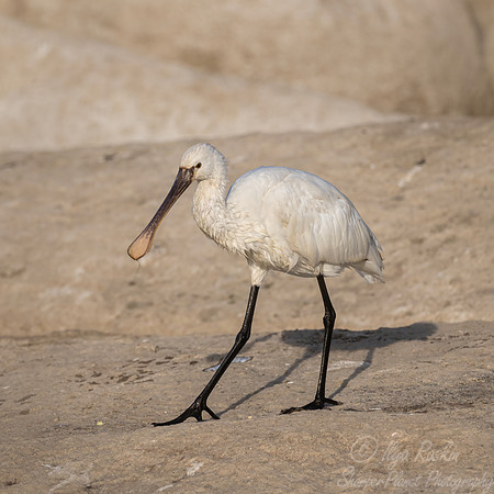 375 Eurasian spoonbill (Platalea leucorodia) - Rajistan India