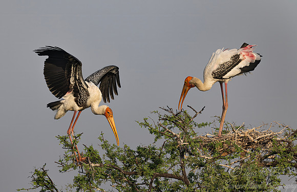 357 Painted storks (Mycteria leucocephala) - Rajistan India
