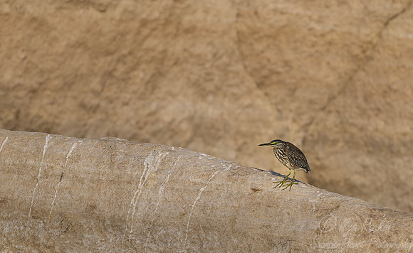 377 Indian pond heron (Ardeola grayii) - Rajistan India