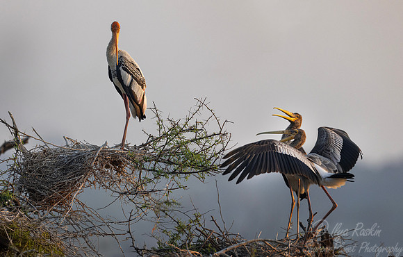 356 Painted stork (Mycteria leucocephala) - Rajistan India