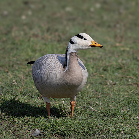 458 Bar-headed goose (Anser indicus) - Rajistan India