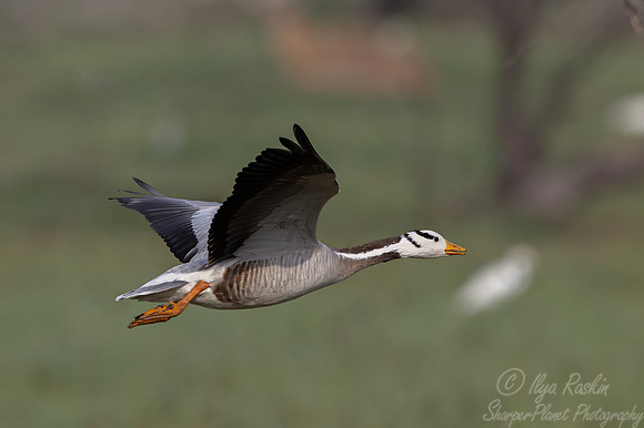 456 Bar-headed goose (Anser indicus) - Rajistan India