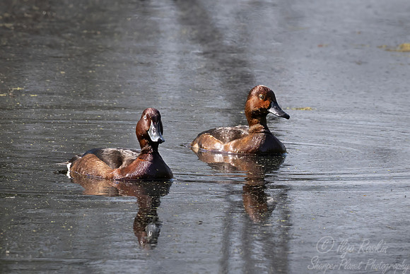 460 Ferruginous duck (Aythya nyroca) - Rajistan India