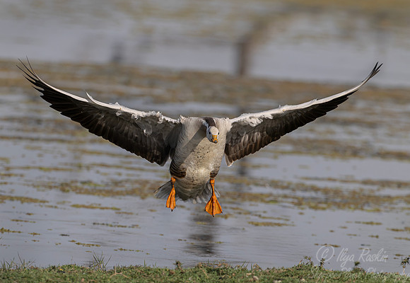 457 Bar-headed goose (Anser indicus) - Rajistan India