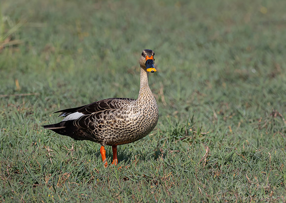461 Indian spot-billed duck (Anas poecilorhyncha) - Rajistan India