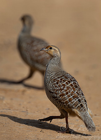 459 Grey francolin (Ortygornis pondicerianus) - Rajistan India
