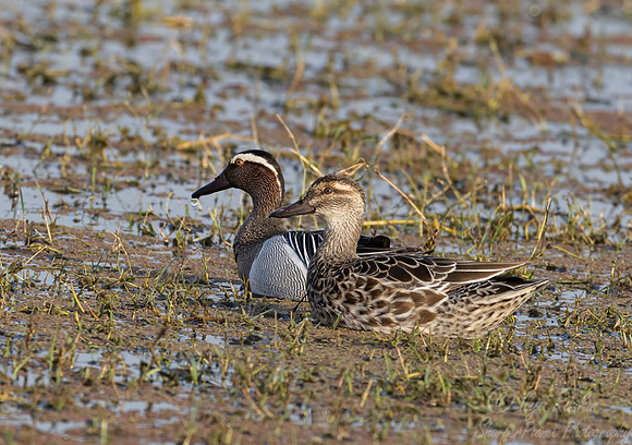 463 Garganey (Spatula querquedula) - Rajistan India