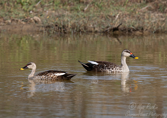 462 Indian spot-billed duck (Anas poecilorhyncha) - Rajistan India