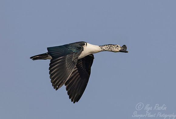 466 Knob-billed duck (Sarkidiornis melanotos) - Rajistan India