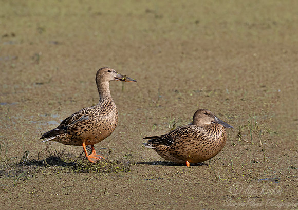 464 Northern shoveler (Spatula clypeata) - Rajistan India