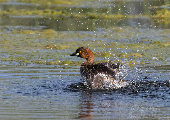 469 Little grebe (Tachybaptus ruficollis) - Rajistan India