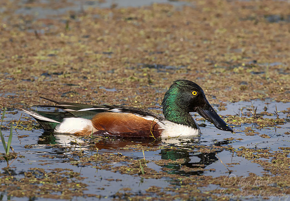 465 Northern shoveler male (Spatula clypeata) - Rajistan India