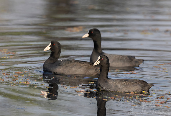 468 Eurasian coot (Fulica atra) - Rajistan India
