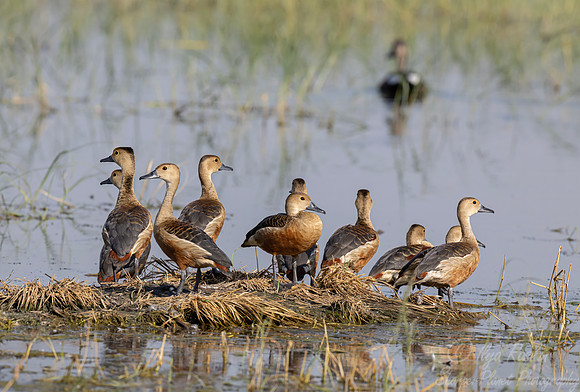 467 Lesser whistling duck (Dendrocygna javanica) - Rajistan India