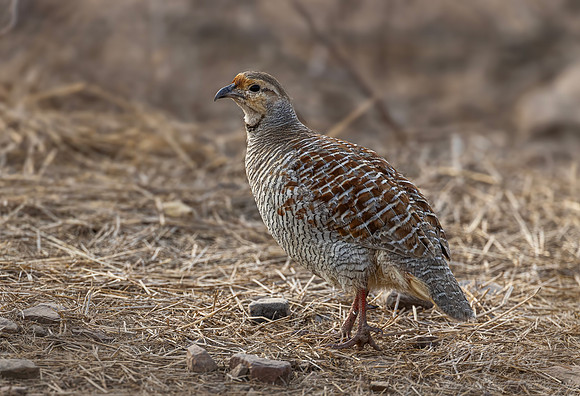 470 Grey francolin (Ortygornis pondicerianus) - Rajistan India