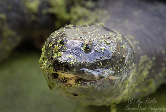 019 Indian softshell turtle (Nilssonia gangetica) - Rajistan India